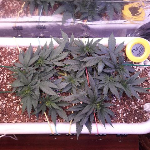 Красотка growlog timeline photo