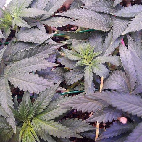 Красотка growlog timeline photo