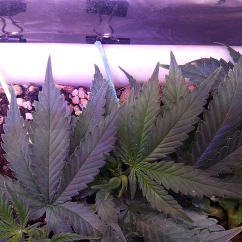 Красотка growlog timeline photo