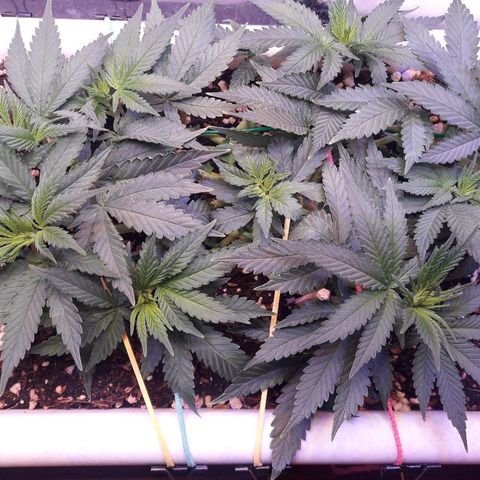 Красотка growlog timeline photo