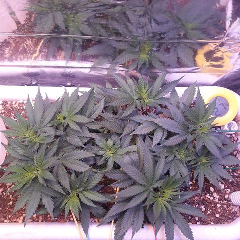 Красотка growlog timeline photo