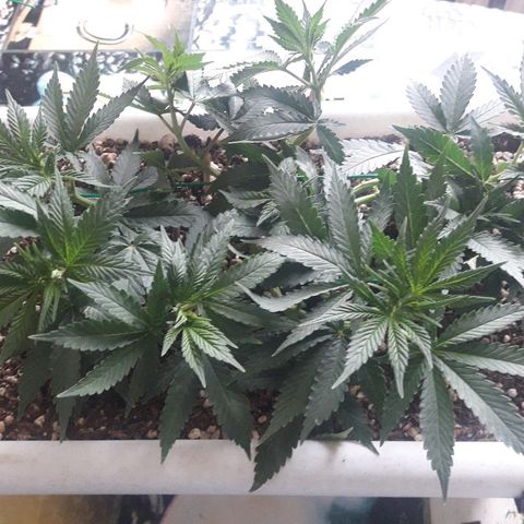 Красотка growlog timeline photo