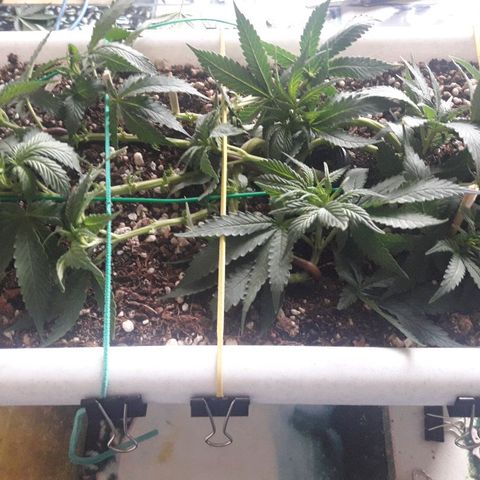 Красотка growlog timeline photo