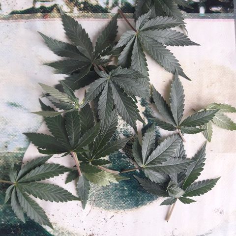 Красотка growlog timeline photo