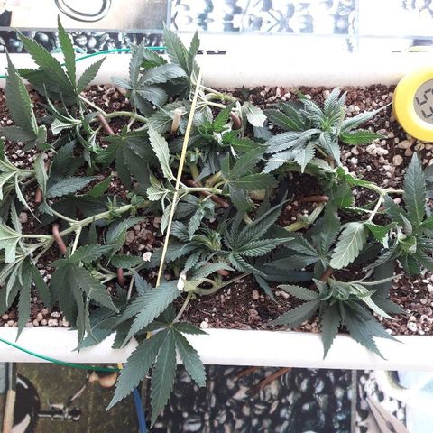 Красотка growlog timeline photo