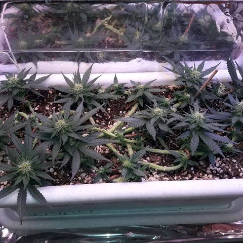 Красотка growlog timeline photo