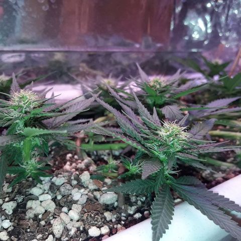 Красотка growlog timeline photo