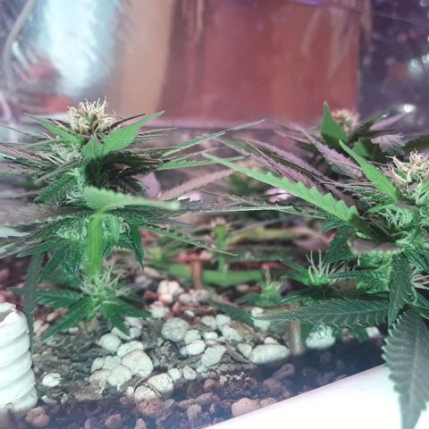 Красотка growlog timeline photo