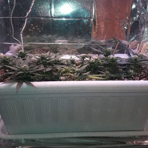 Красотка growlog timeline photo