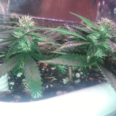 Красотка growlog timeline photo