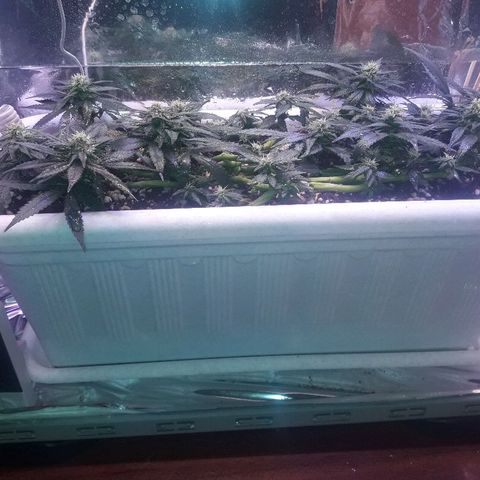 Красотка growlog timeline photo