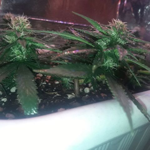 Красотка growlog timeline photo