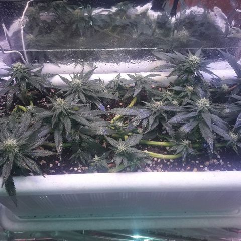 Красотка growlog timeline photo