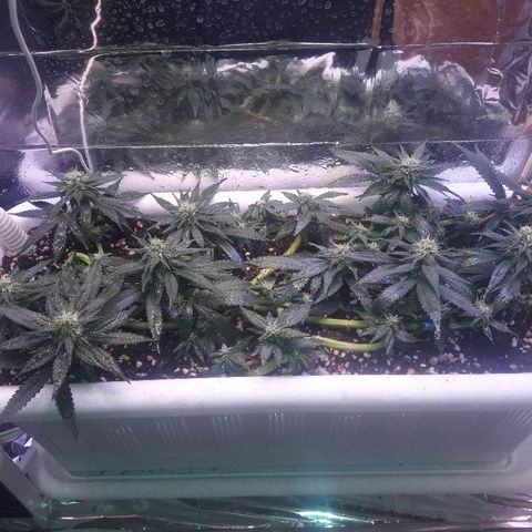 Красотка growlog timeline photo