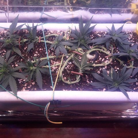 Красотка growlog timeline photo
