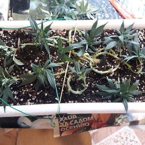Красотка growlog timeline photo