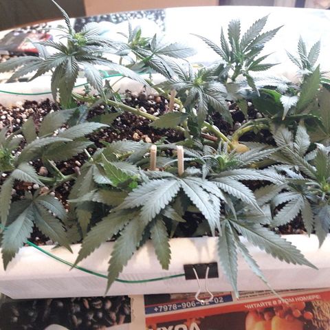 Красотка growlog timeline photo