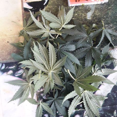 Красотка growlog timeline photo