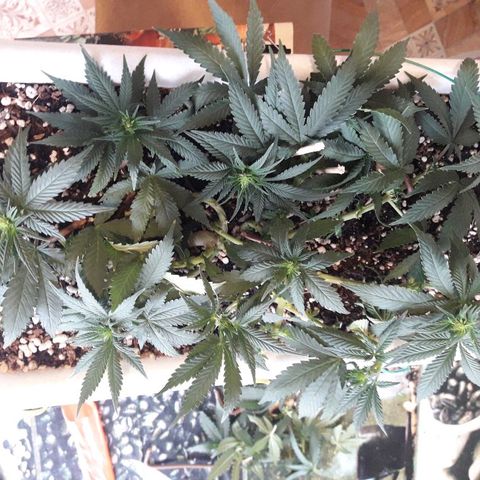 Красотка growlog timeline photo