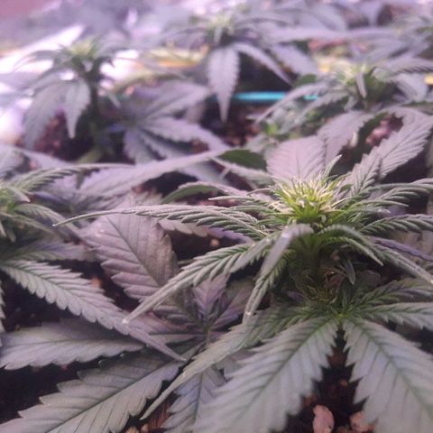 Красотка growlog timeline photo