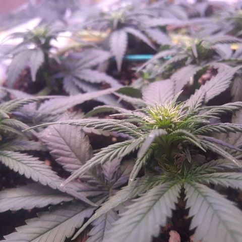Красотка growlog timeline photo