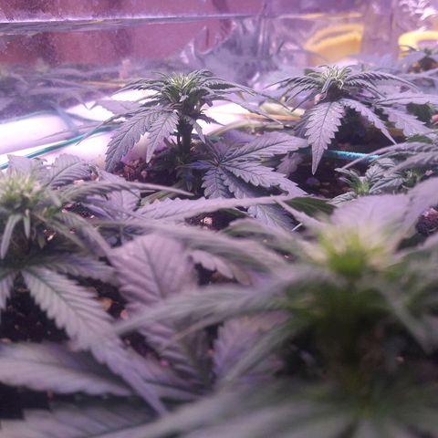 Красотка growlog timeline photo