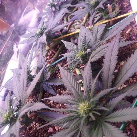 Красотка growlog timeline photo