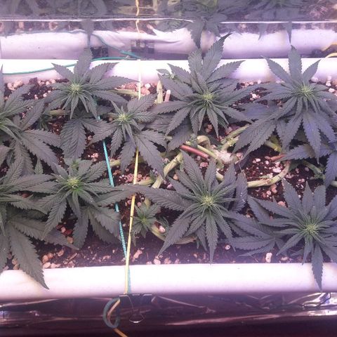 Красотка growlog timeline photo