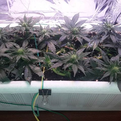 Красотка growlog timeline photo