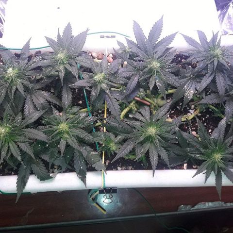 Красотка growlog timeline photo