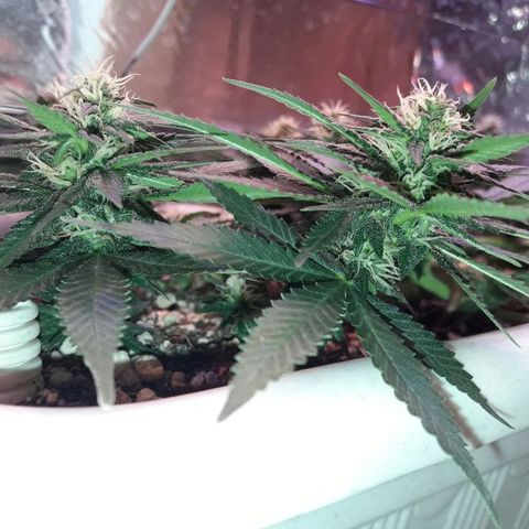 Красотка growlog timeline photo