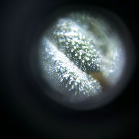 Красотка growlog timeline photo