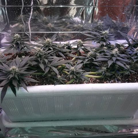 Красотка growlog timeline photo