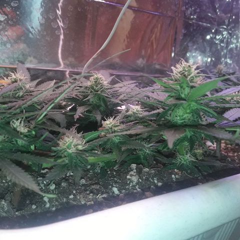 Красотка growlog timeline photo