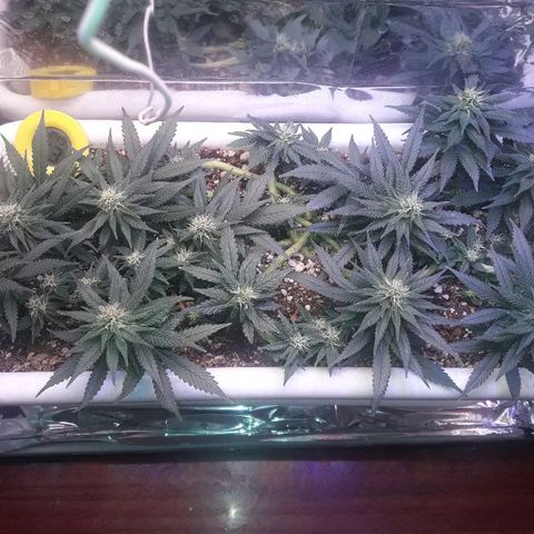 Красотка growlog timeline photo