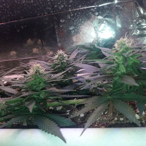 Красотка growlog timeline photo
