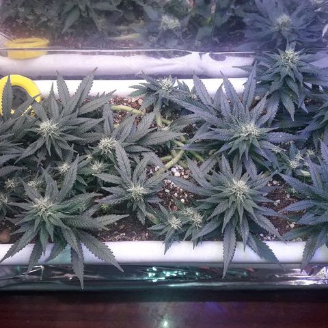 Красотка growlog timeline photo