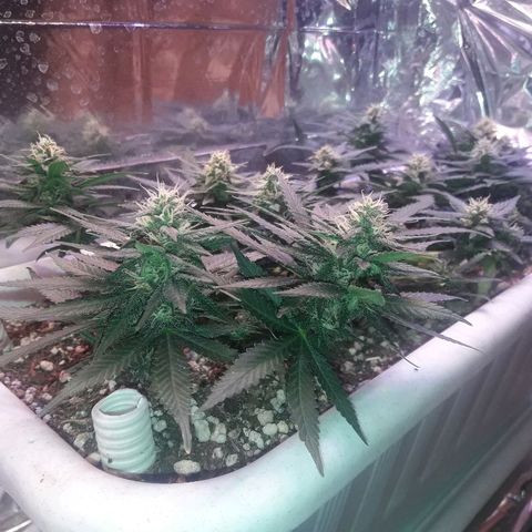 Красотка growlog timeline photo