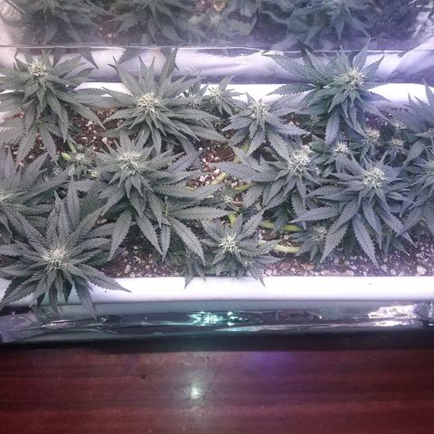 Красотка growlog timeline photo