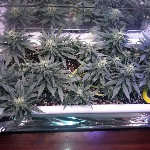 Красотка growlog timeline photo