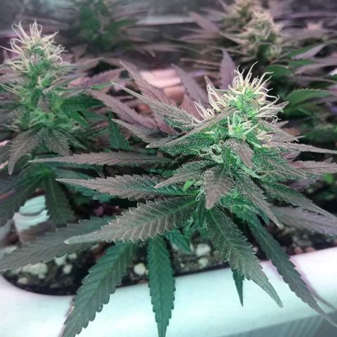 Красотка growlog timeline photo