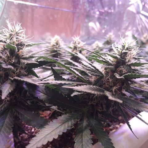 Красотка growlog timeline photo