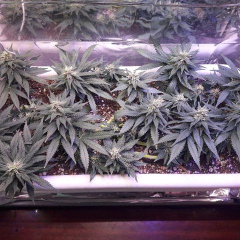 Красотка growlog timeline photo