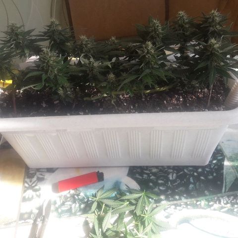 Красотка growlog timeline photo