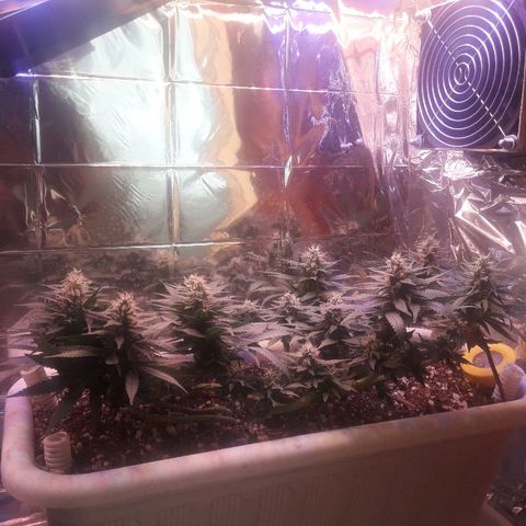 Красотка growlog timeline photo
