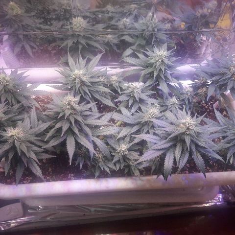 Красотка growlog timeline photo