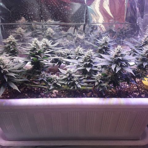 Красотка growlog timeline photo