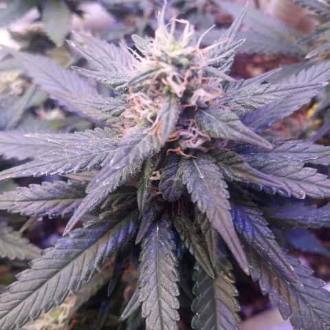 Красотка growlog timeline photo