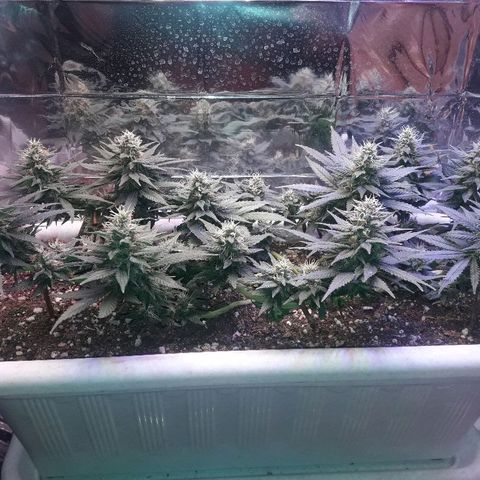 Красотка growlog timeline photo
