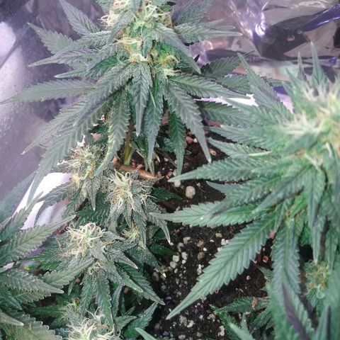 Красотка growlog timeline photo